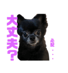 くぅにおまかせ（個別スタンプ：32）