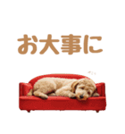 大人敬語♡空手もするバンダナ犬（夏編）（個別スタンプ：11）