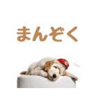 大人敬語♡空手もするバンダナ犬（夏編）（個別スタンプ：16）