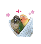 ことりの愉快な日常（個別スタンプ：5）