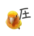 ことりの愉快な日常（個別スタンプ：8）