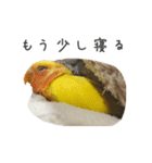 ことりの愉快な日常（個別スタンプ：15）