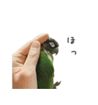 ことりの愉快な日常（個別スタンプ：21）