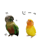 ことりの愉快な日常（個別スタンプ：22）