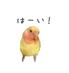 ことりの愉快な日常（個別スタンプ：24）