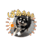 キャット界プリンスの弟分（個別スタンプ：1）