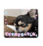 キャット界プリンスの弟分（個別スタンプ：8）