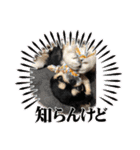 キャット界プリンスの弟分（個別スタンプ：14）