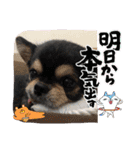 キャット界プリンスの弟分（個別スタンプ：15）