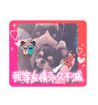 キャット界プリンスの弟分（個別スタンプ：16）