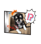 キャット界プリンスの弟分（個別スタンプ：17）