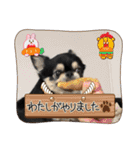 キャット界プリンスの弟分（個別スタンプ：19）