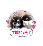 キャット界プリンスの弟分（個別スタンプ：20）