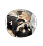 キャット界プリンスの弟分（個別スタンプ：22）