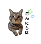 【猫】キジトラきょうだい（個別スタンプ：1）