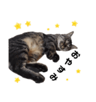 【猫】キジトラきょうだい（個別スタンプ：3）