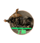 ノアちゃんの1日（個別スタンプ：5）