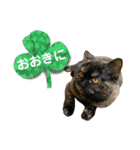 ノアちゃんの1日（個別スタンプ：20）