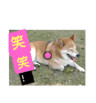 柴犬の華のポジティブ・スタンプ。（個別スタンプ：1）