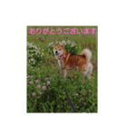 柴犬の華のポジティブ・スタンプ。（個別スタンプ：2）