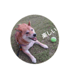 柴犬の華のポジティブ・スタンプ。（個別スタンプ：3）