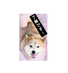 柴犬の華のポジティブ・スタンプ。（個別スタンプ：4）