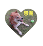 柴犬の華のポジティブ・スタンプ。（個別スタンプ：5）
