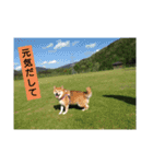 柴犬の華のポジティブ・スタンプ。（個別スタンプ：6）