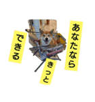 柴犬の華のポジティブ・スタンプ。（個別スタンプ：7）