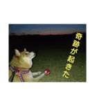 柴犬の華のポジティブ・スタンプ。（個別スタンプ：9）