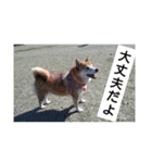 柴犬の華のポジティブ・スタンプ。（個別スタンプ：10）