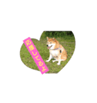柴犬の華のポジティブ・スタンプ。（個別スタンプ：11）