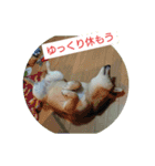 柴犬の華のポジティブ・スタンプ。（個別スタンプ：12）
