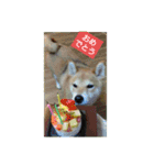 柴犬の華のポジティブ・スタンプ。（個別スタンプ：13）