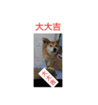 柴犬の華のポジティブ・スタンプ。（個別スタンプ：14）