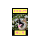 柴犬の華のポジティブ・スタンプ。（個別スタンプ：15）