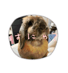 うさふぁむ（個別スタンプ：4）