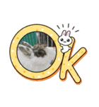 うさふぁむ（個別スタンプ：7）
