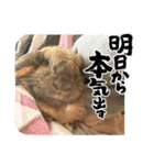 うさふぁむ（個別スタンプ：14）