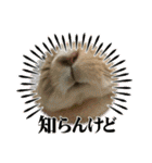 うさふぁむ（個別スタンプ：16）