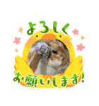 うさふぁむ（個別スタンプ：20）