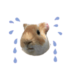 うさふぁむ（個別スタンプ：26）