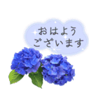 飛び出す♡大人の気遣い敬語〜紫陽花〜（個別スタンプ：1）