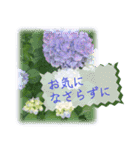 飛び出す♡大人の気遣い敬語〜紫陽花〜（個別スタンプ：12）