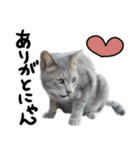 【猫語】【敬語】地域猫♡桃ねこ（個別スタンプ：1）