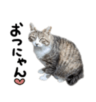 【猫語】【敬語】地域猫♡桃ねこ（個別スタンプ：3）