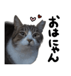 【猫語】【敬語】地域猫♡桃ねこ（個別スタンプ：6）