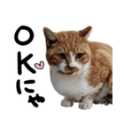 【猫語】【敬語】地域猫♡桃ねこ（個別スタンプ：8）