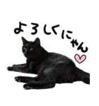 【猫語】【敬語】地域猫♡桃ねこ（個別スタンプ：10）