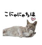【猫語】【敬語】地域猫♡桃ねこ（個別スタンプ：13）